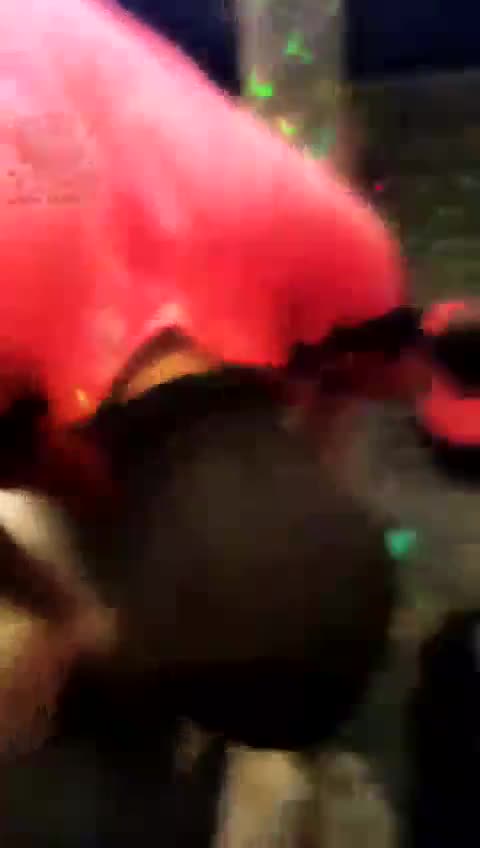 小萝莉KTV玩弄贱狗哦