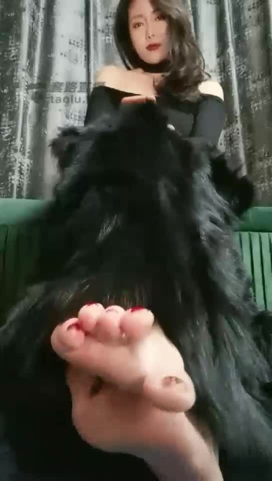 红绿灯：皮毛下的丝红