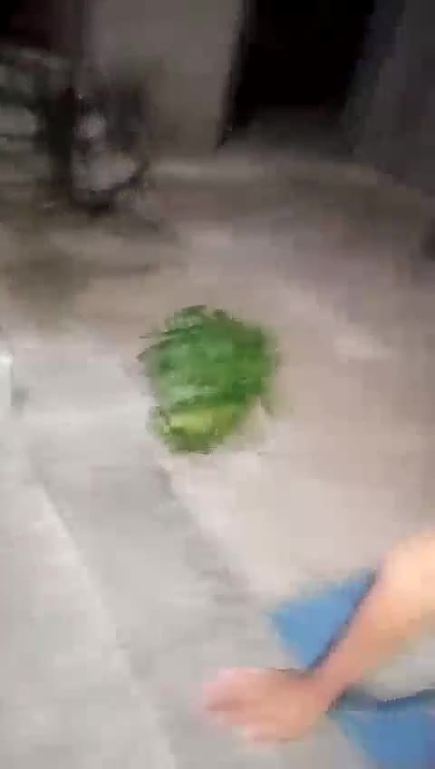 新收的狗狗