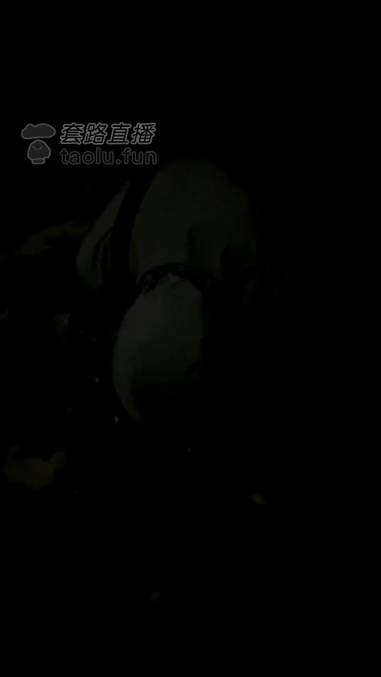 调教 执着到我发慌