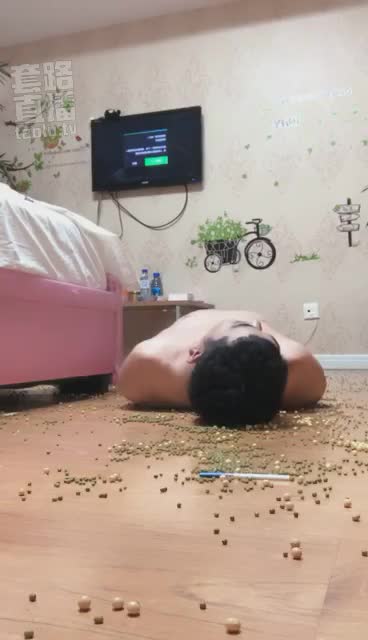私奴荷兰猪