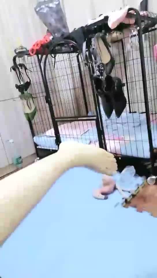 小黑的狗笼生活