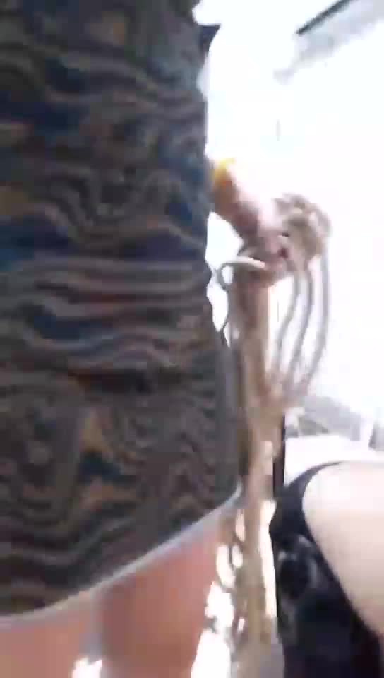 舔脚圈养狗