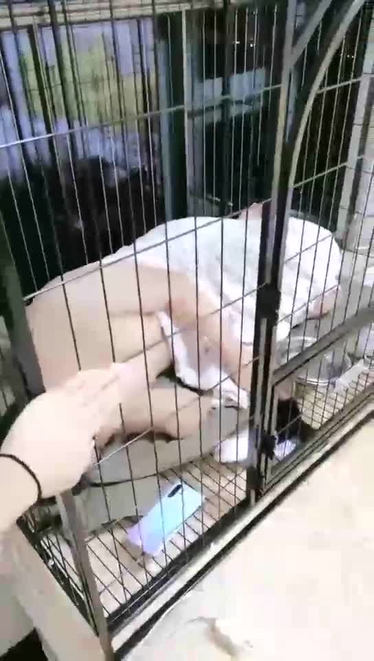 圈养第二天