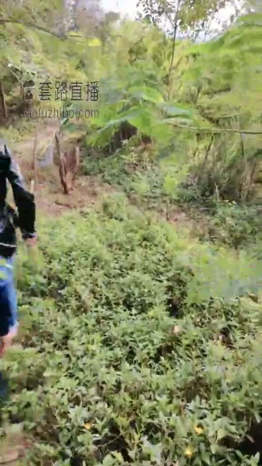 野外遛狗 腿绞 跺蛋 脏白袜 脚耳光