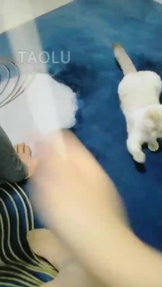 调狗