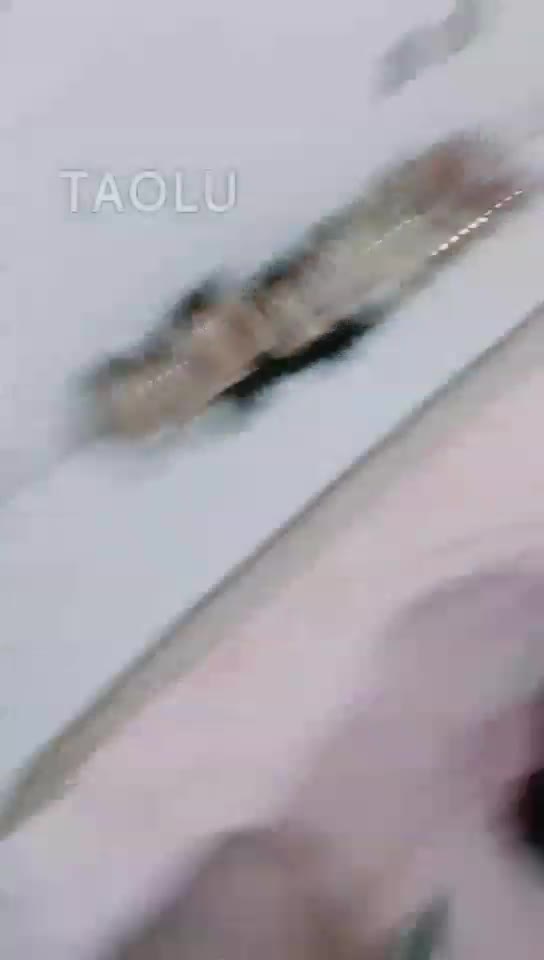 调教贱母狗