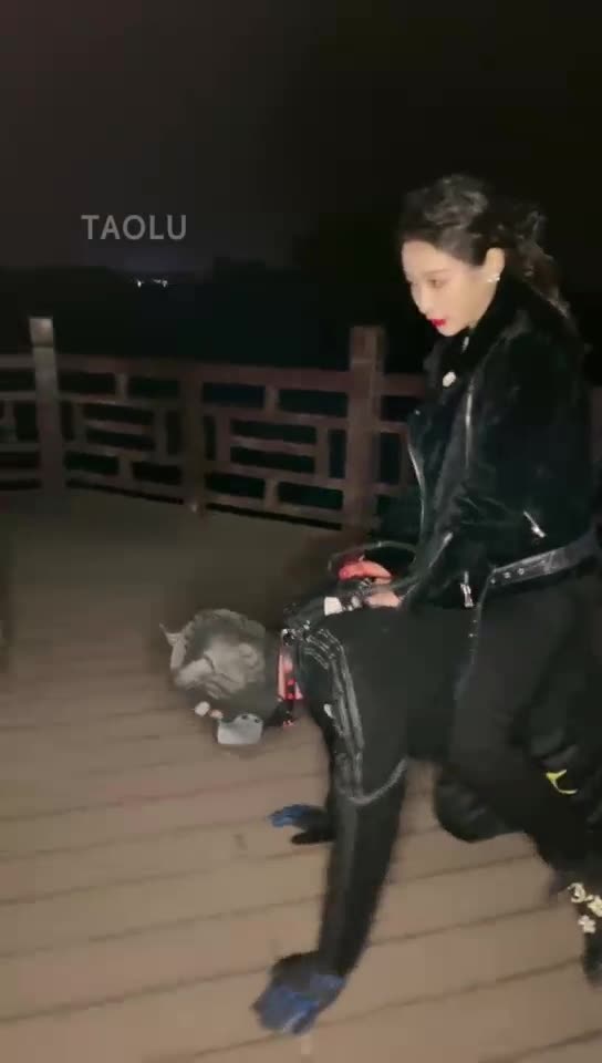 户外公园 犬化饲养培养中