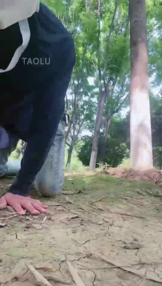 户外调狗