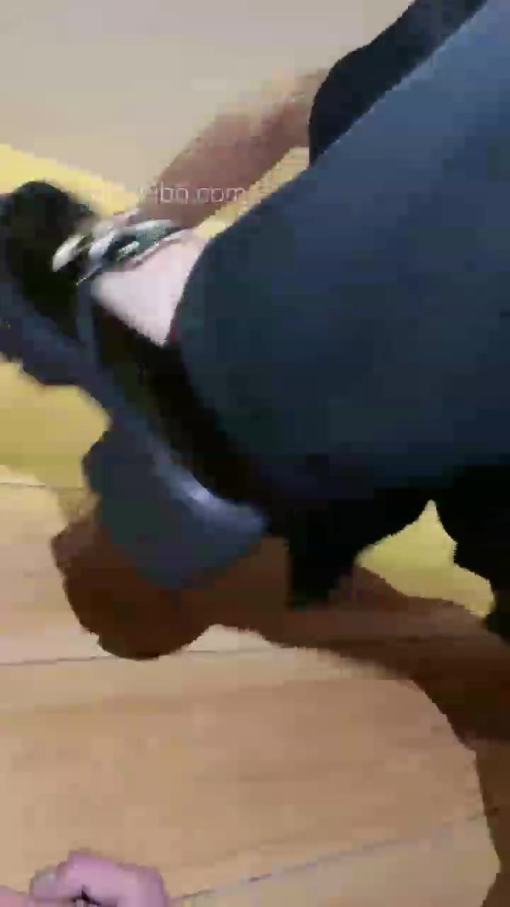 三个女王虐两条狗 爽死了