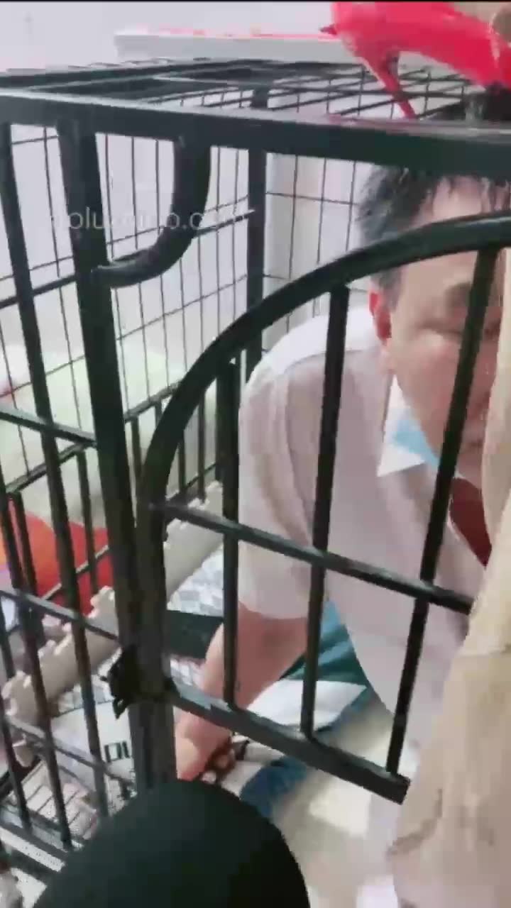 调教狗笼里的贱货