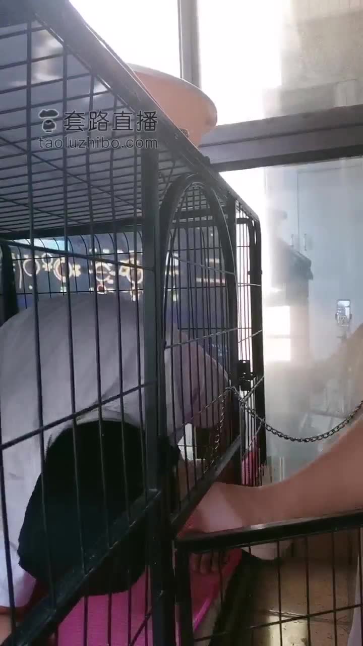 必看的圈养奴调教