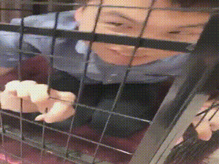 调奴之可怜笼中狗