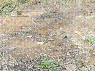 暴力女主抽男奴赏黄金圣水
